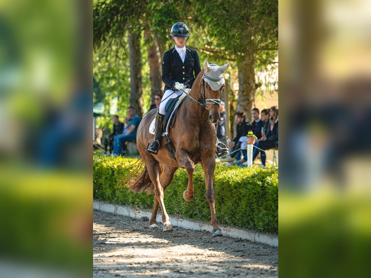 Koń oldenburski Klacz 9 lat 170 cm Ciemnokasztanowata in Wallerfangen