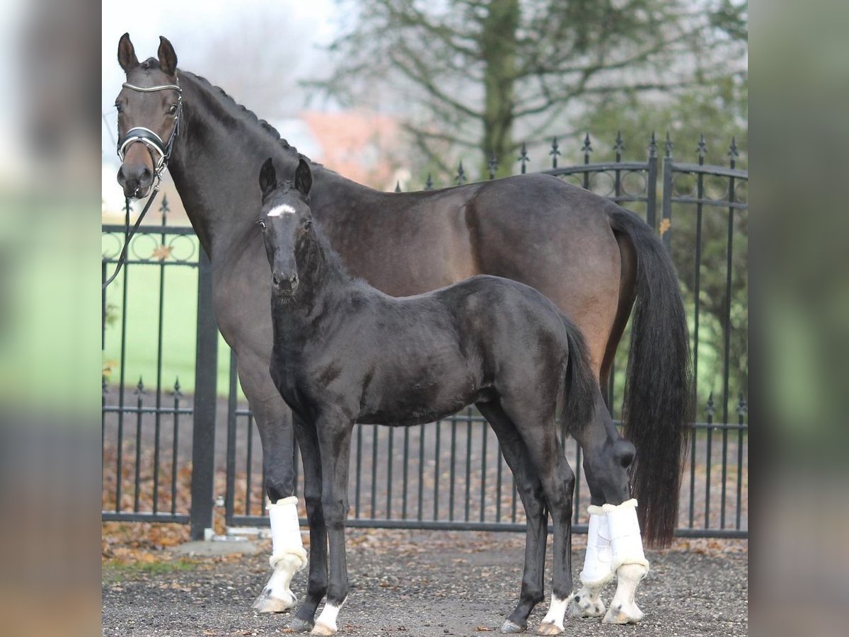 Koń oldenburski Klacz 9 lat 171 cm Ciemnogniada in Vejen