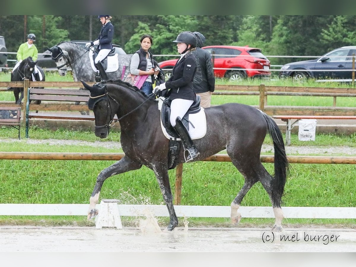 Koń oldenburski Klacz 9 lat 175 cm Rabicano in Waakirchen