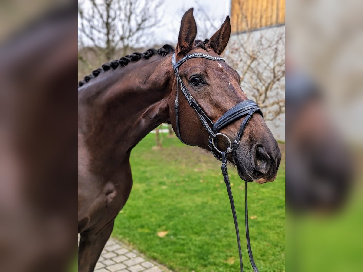 Koń oldenburski Klacz 9 lat 178 cm Ciemnokasztanowata in Goldbach