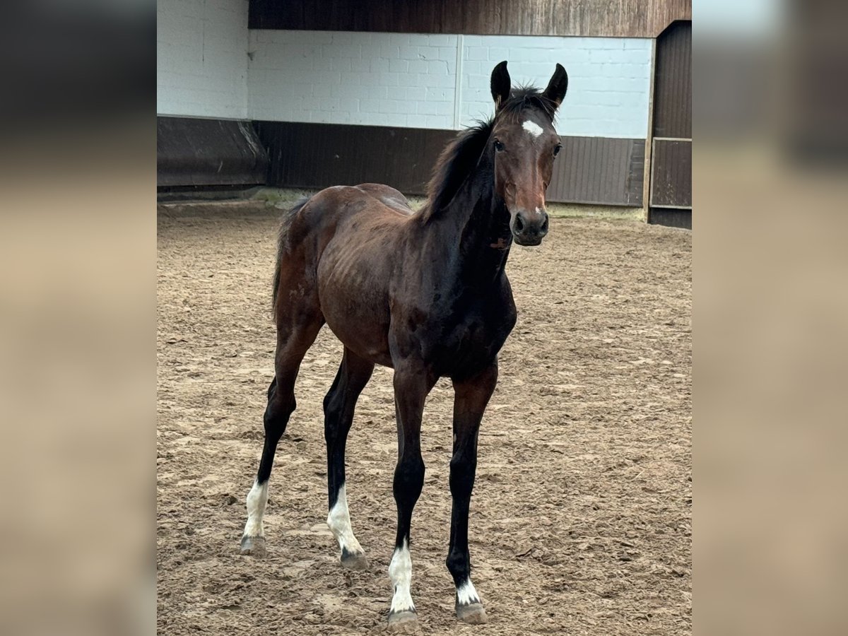 Koń oldenburski Klacz Źrebak (03/2024) 166 cm Ciemnogniada in Bramsche