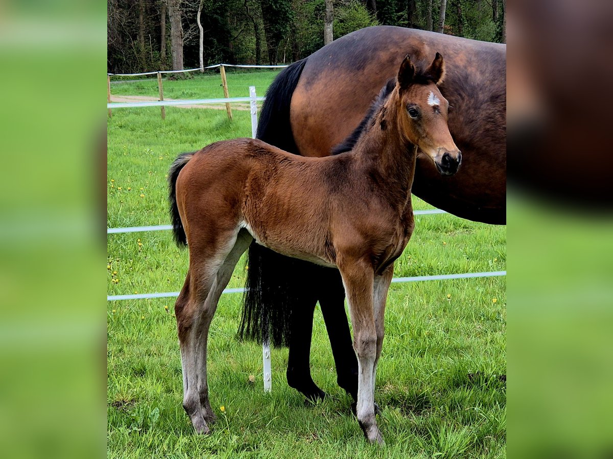 Koń oldenburski Klacz  168 cm Ciemnogniada in Westerstede