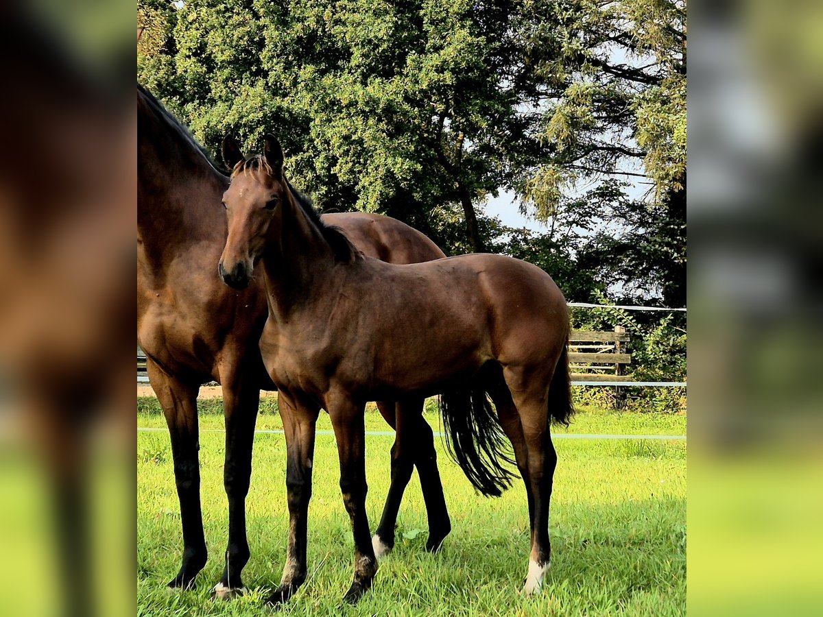 Koń oldenburski Klacz Źrebak (04/2024) 168 cm Gniada in Westerstede