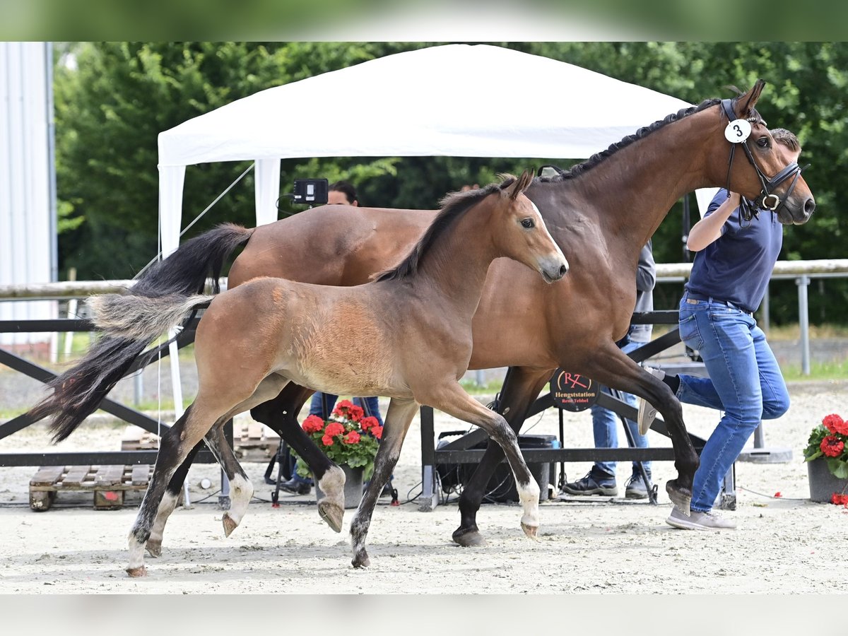 Koń oldenburski Klacz Źrebak (03/2024) 170 cm Ciemnogniada in Neuenkirchen