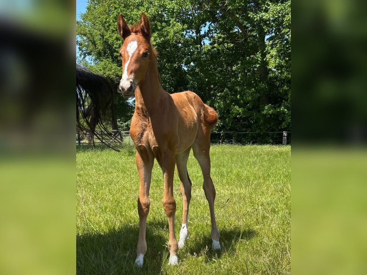 Koń oldenburski Klacz  170 cm Ciemnokasztanowata in Werlte