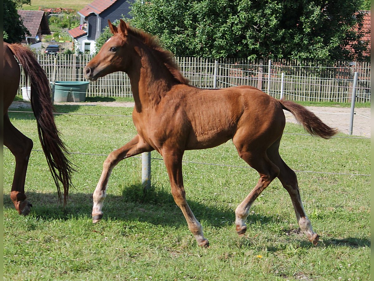Koń oldenburski Klacz  170 cm Kasztanowata in Trockenborn