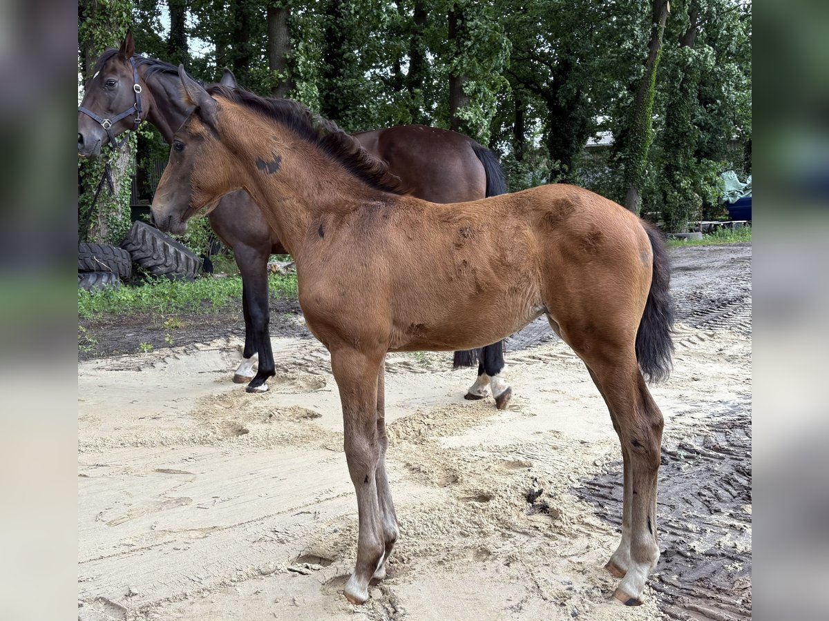 Koń oldenburski Klacz  172 cm Ciemnogniada in Barver