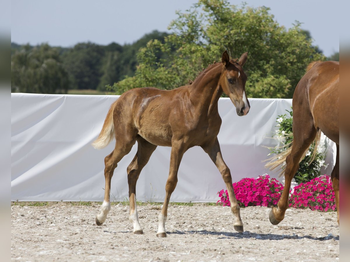 Koń oldenburski Klacz Źrebak (03/2024) 172 cm Ciemnokasztanowata in Belgern