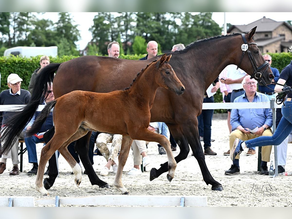 Koń oldenburski Klacz Źrebak (04/2025) 172 cm Gniada in Ovelg&#xF6;nne