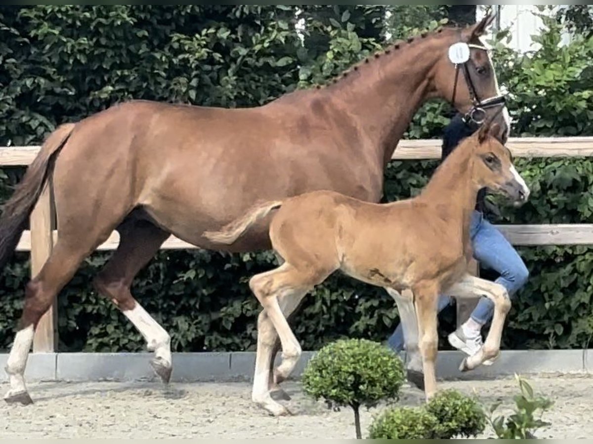 Koń oldenburski Klacz Źrebak (05/2024) 174 cm Ciemnokasztanowata in Westerkappeln