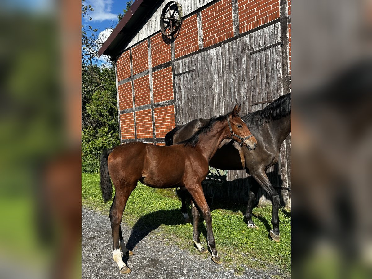 Koń oldenburski Klacz Źrebak (05/2024) Gniada in Ostbevern