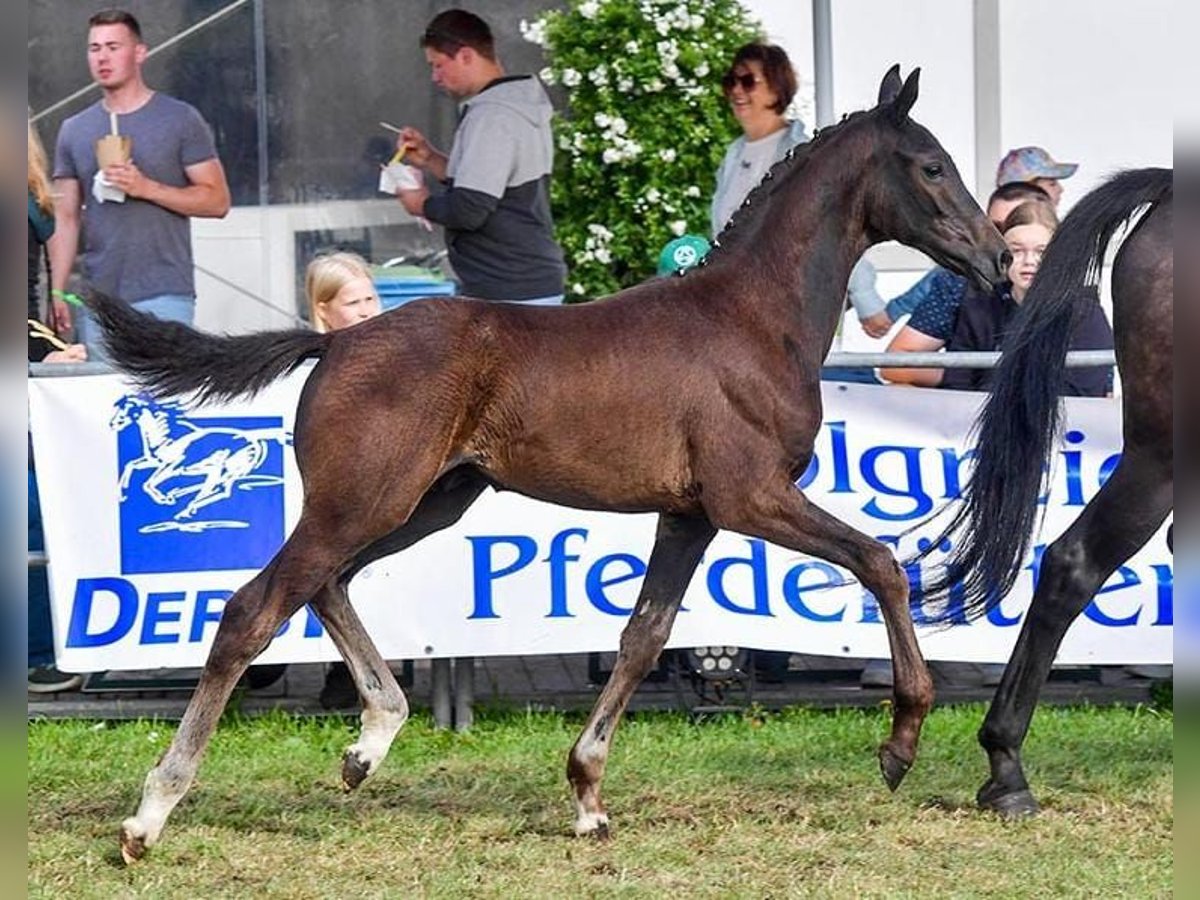 Koń oldenburski Ogier 1 Rok 165 cm Ciemnogniada in Butjadingen