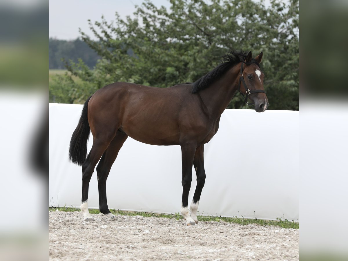 Koń oldenburski Ogier 1 Rok 168 cm Ciemnogniada in Belgern