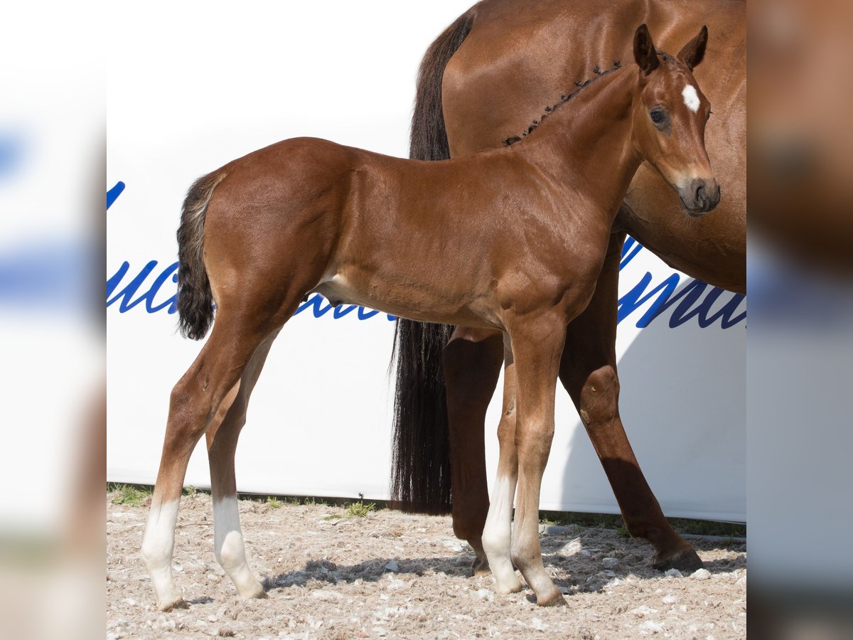 Koń oldenburski Ogier 1 Rok 171 cm Ciemnogniada in Belgern