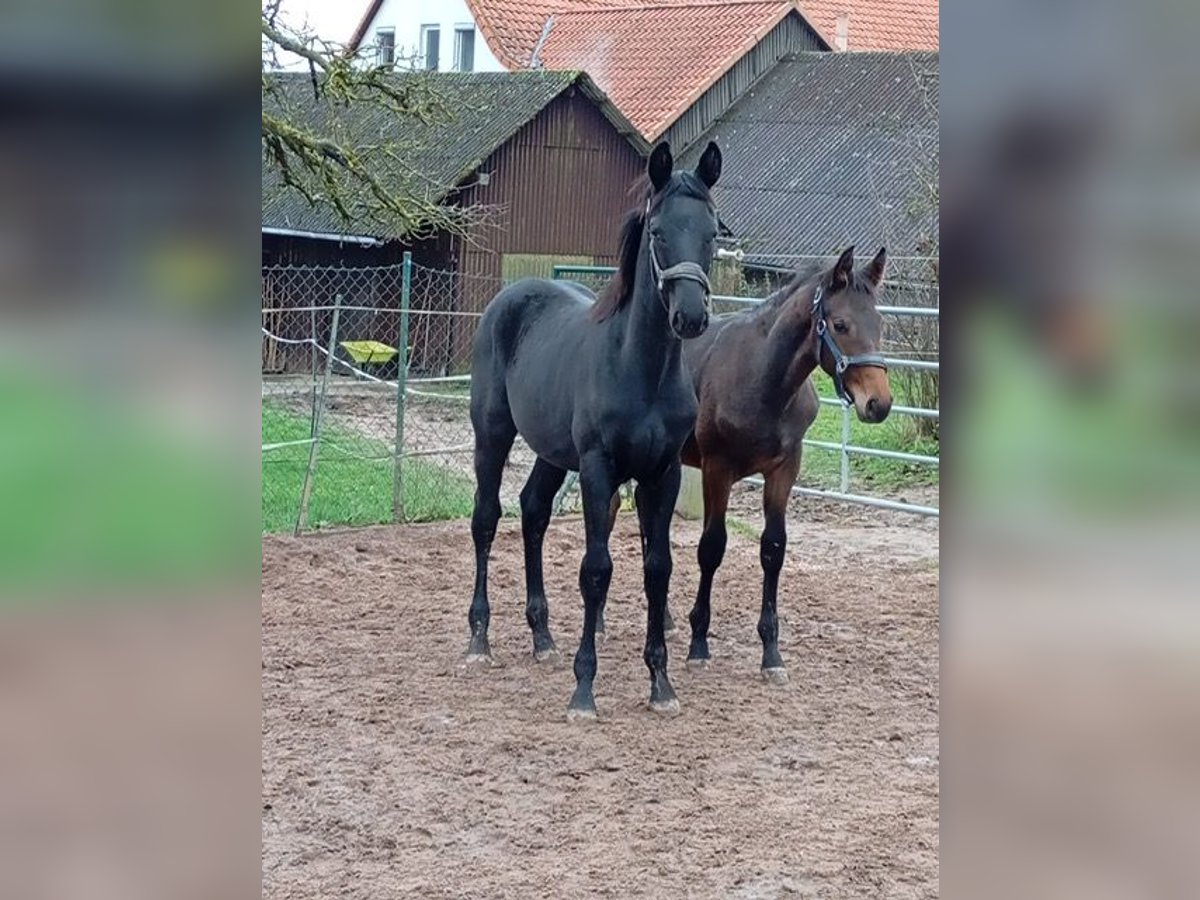 Koń oldenburski Ogier 1 Rok Kara in Dassel