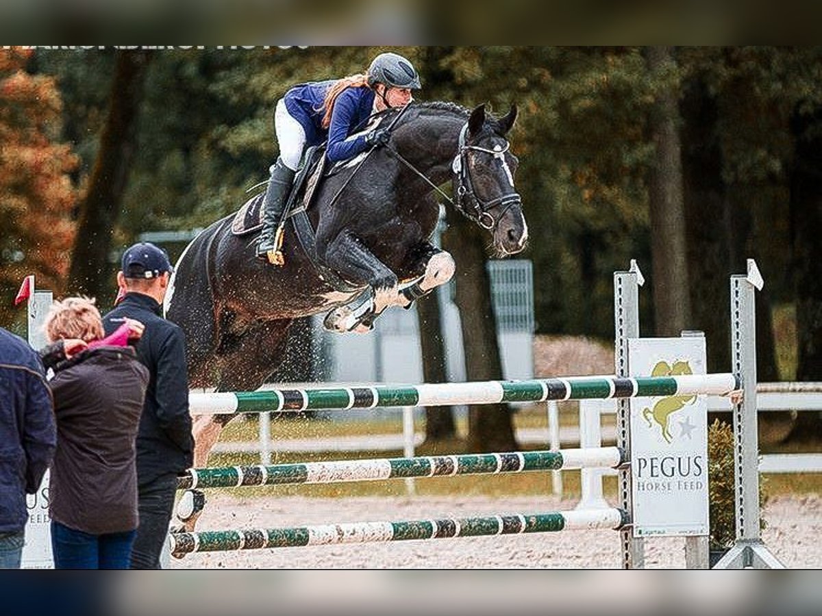 Koń oldenburski Ogier 20 lat 164 cm Srokata in Zweibrücken