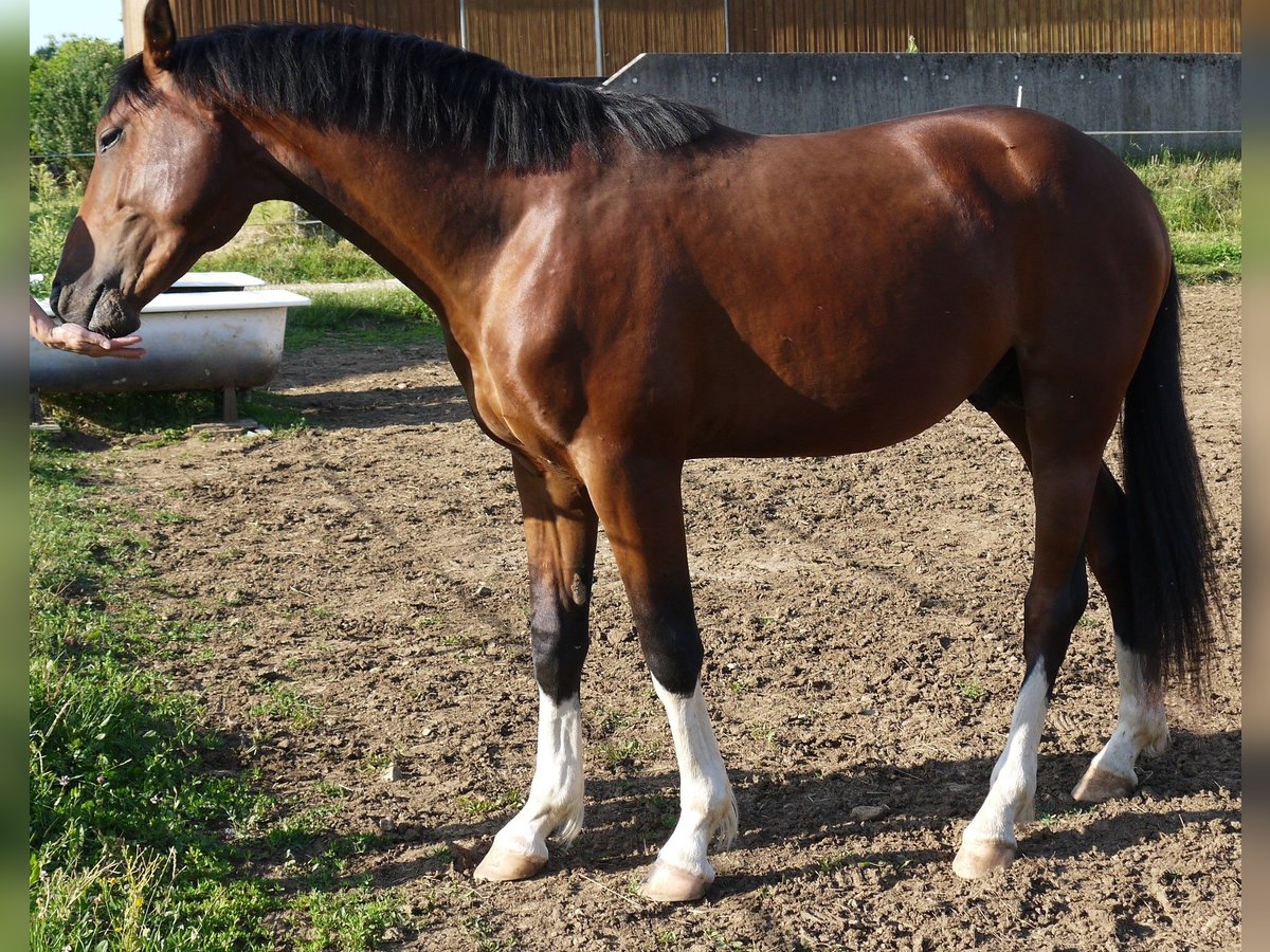 Koń oldenburski Ogier 2 lat 162 cm Gniada in Weismain