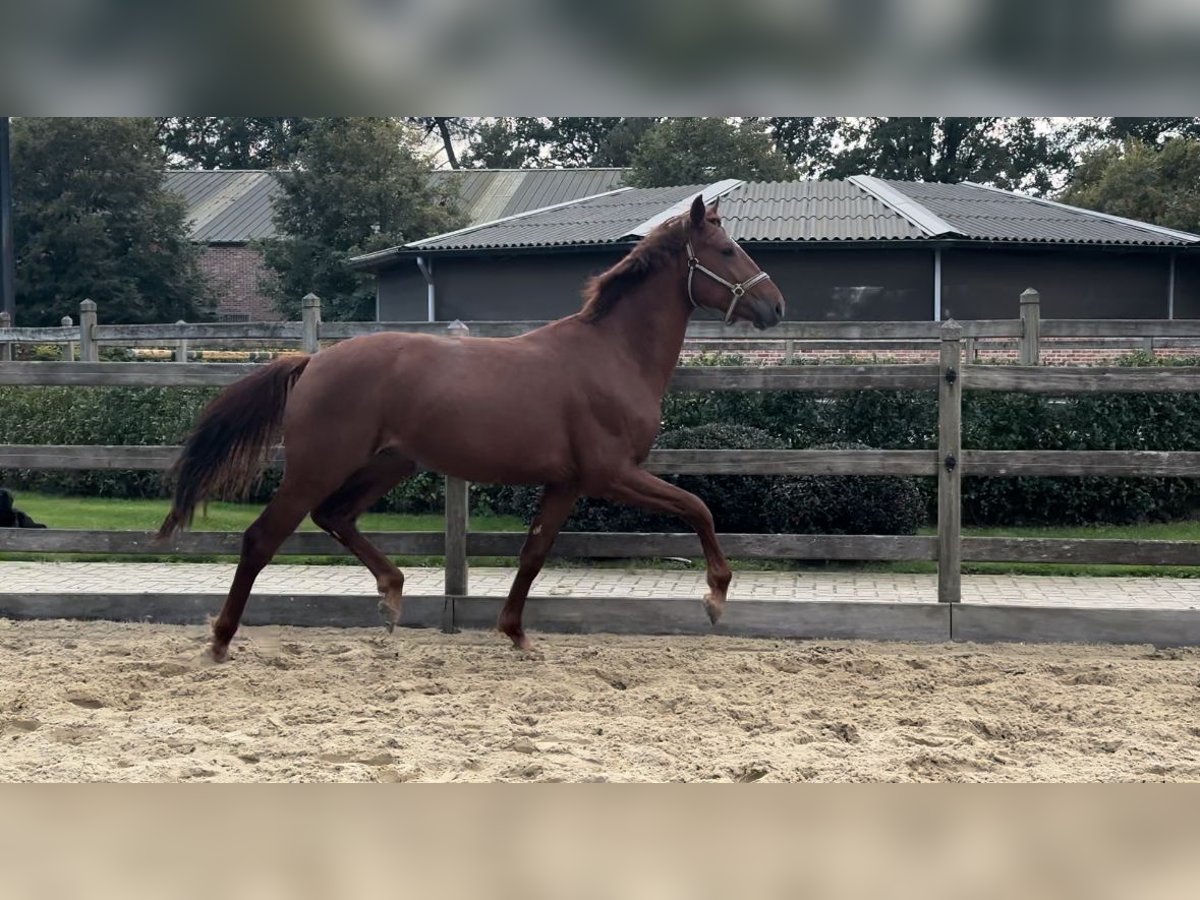 Koń oldenburski Ogier 2 lat 164 cm Kasztanowata in Kalmthout