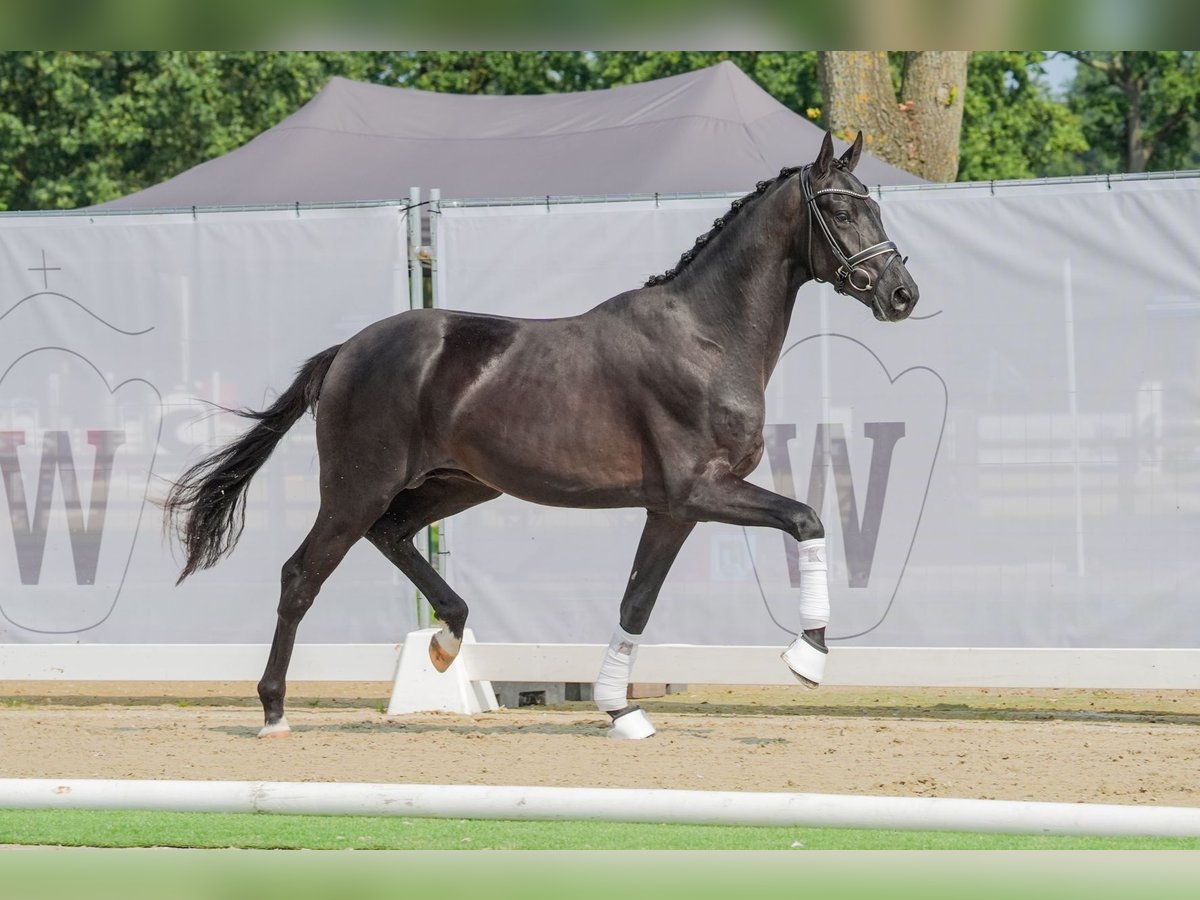 Koń oldenburski Ogier 2 lat 167 cm Kara in Eydelstedt