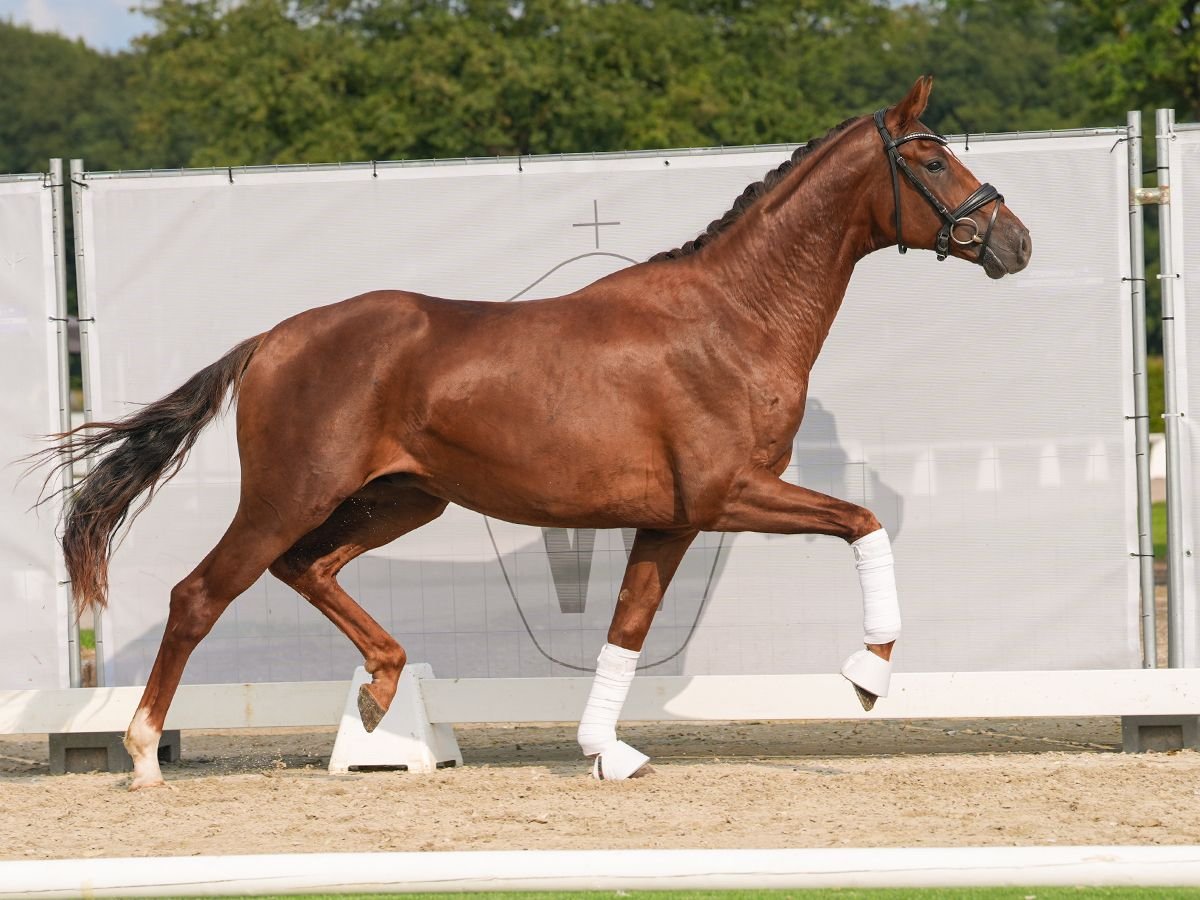 Koń oldenburski Ogier 2 lat 169 cm Ciemnokasztanowata in Münster