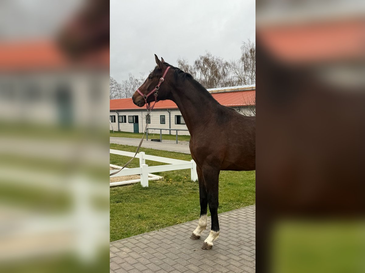 Koń oldenburski Ogier 2 lat 169 cm Gniada in Ph&#xF6;ben