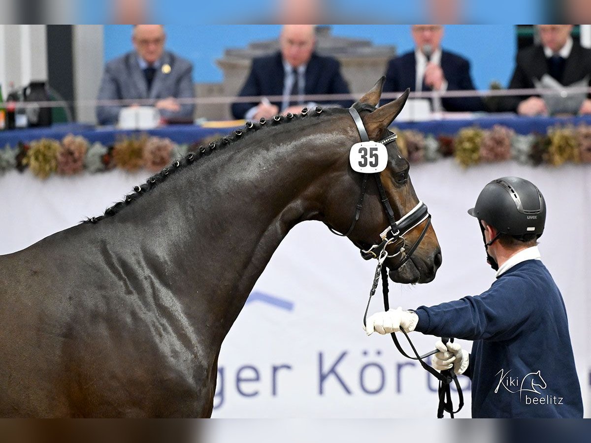 Koń oldenburski Ogier 2 lat 171 cm Skarogniada in Menslage