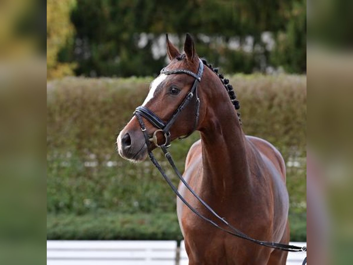 Koń oldenburski Ogier 2 lat Gniada in Steinfeld (Oldenburg)