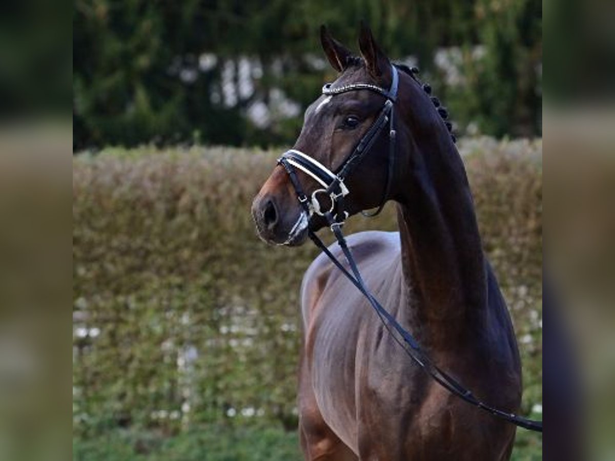 Koń oldenburski Ogier 2 lat Gniada in Steinfeld (Oldenburg)