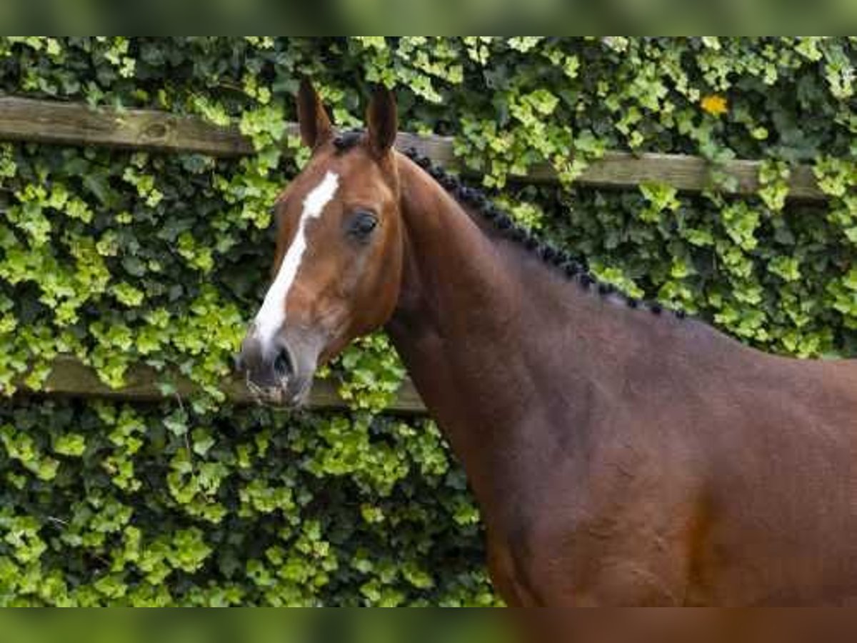 Koń oldenburski Ogier 3 lat 157 cm Ciemnogniada in Waddinxveen