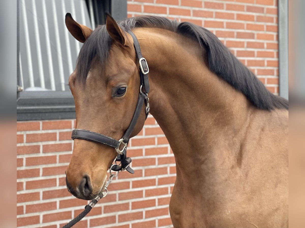 Koń oldenburski Ogier 3 lat 162 cm Gniada in Zieuwent