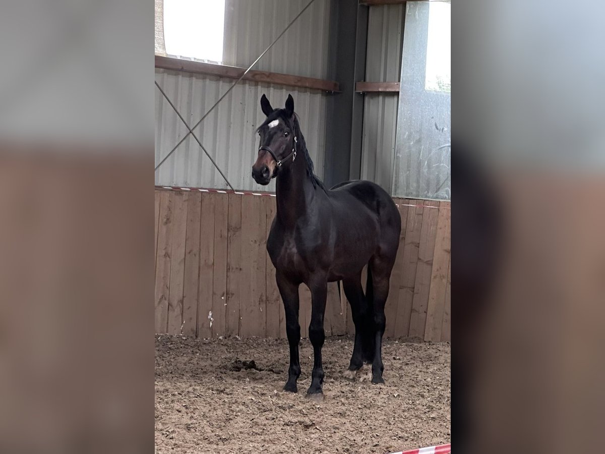 Koń oldenburski Ogier 3 lat 168 cm Ciemnogniada in Lünne