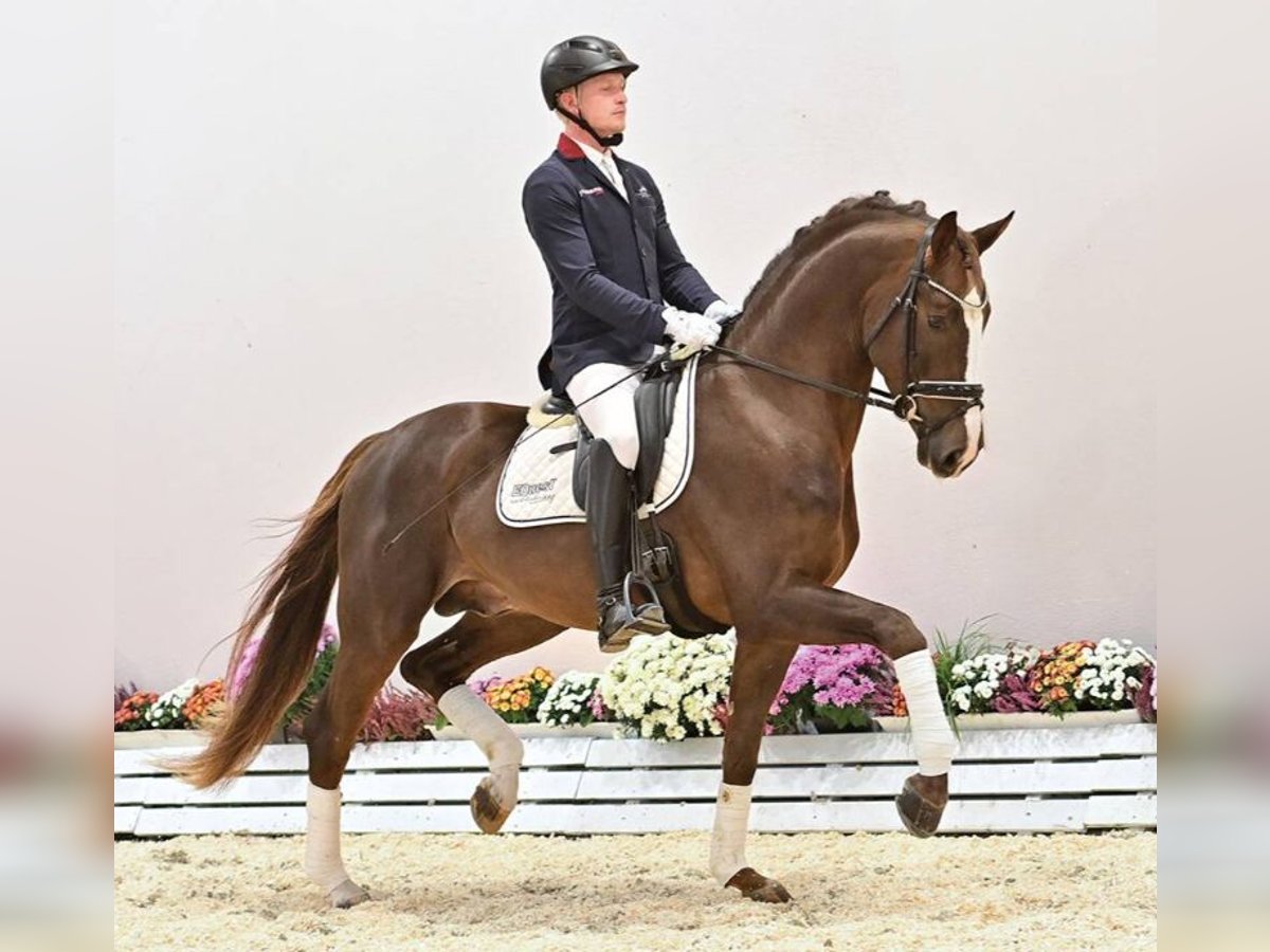 Koń oldenburski Ogier 3 lat 169 cm Ciemnokasztanowata in Vechta