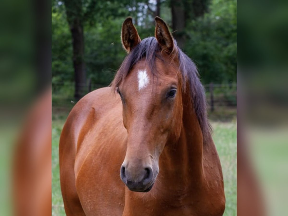 Koń oldenburski Ogier 3 lat 169 cm Gniada in Nienburg (Weser)