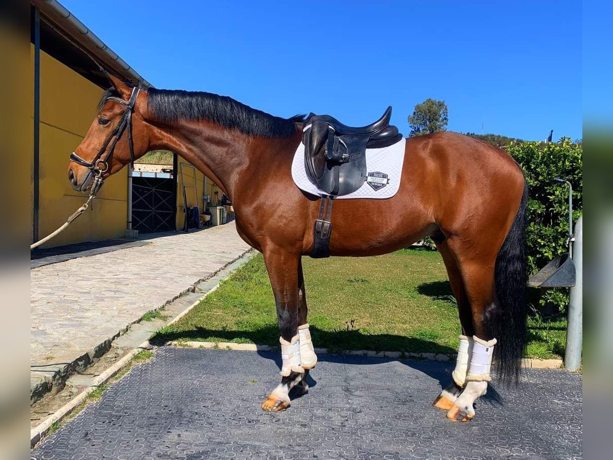 Koń oldenburski Ogier 3 lat 170 cm Gniada in Cadiz