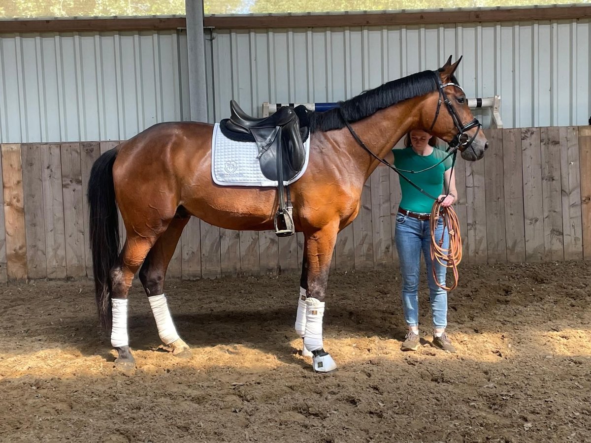 Koń oldenburski Ogier 3 lat 172 cm Gniada in Lünne