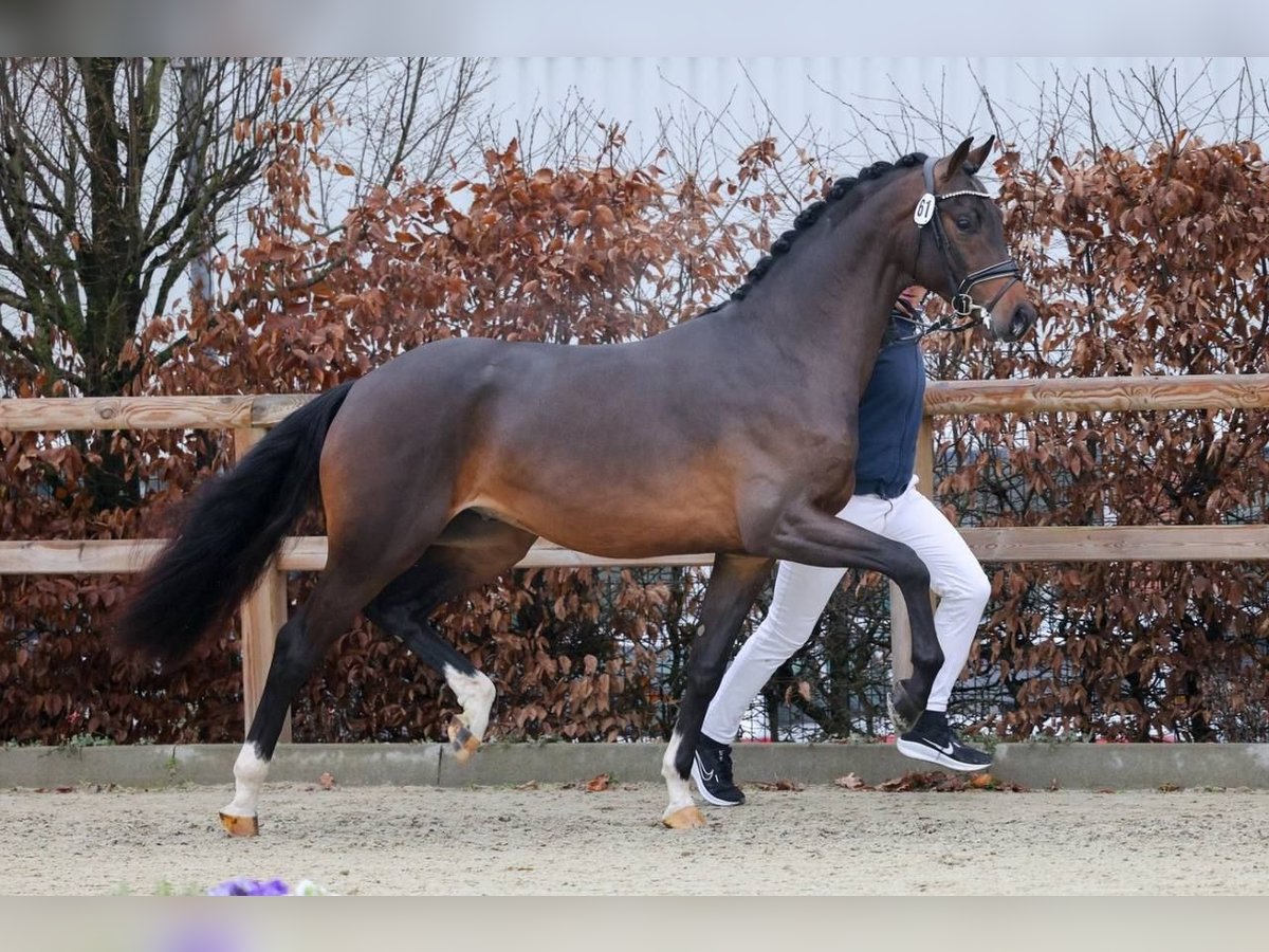 Koń oldenburski Ogier 3 lat 173 cm Gniada in Weeze