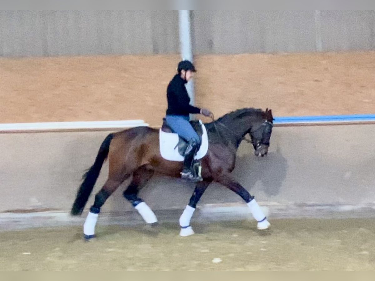 Koń oldenburski Ogier 4 lat 168 cm Ciemnogniada in Hude (Oldenburg)