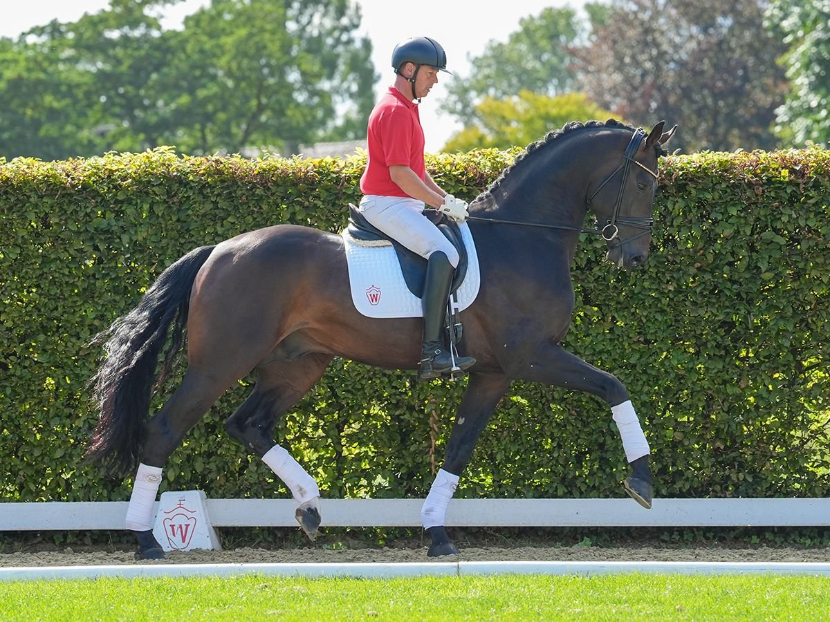 Koń oldenburski Ogier 4 lat 178 cm Ciemnogniada in Münster