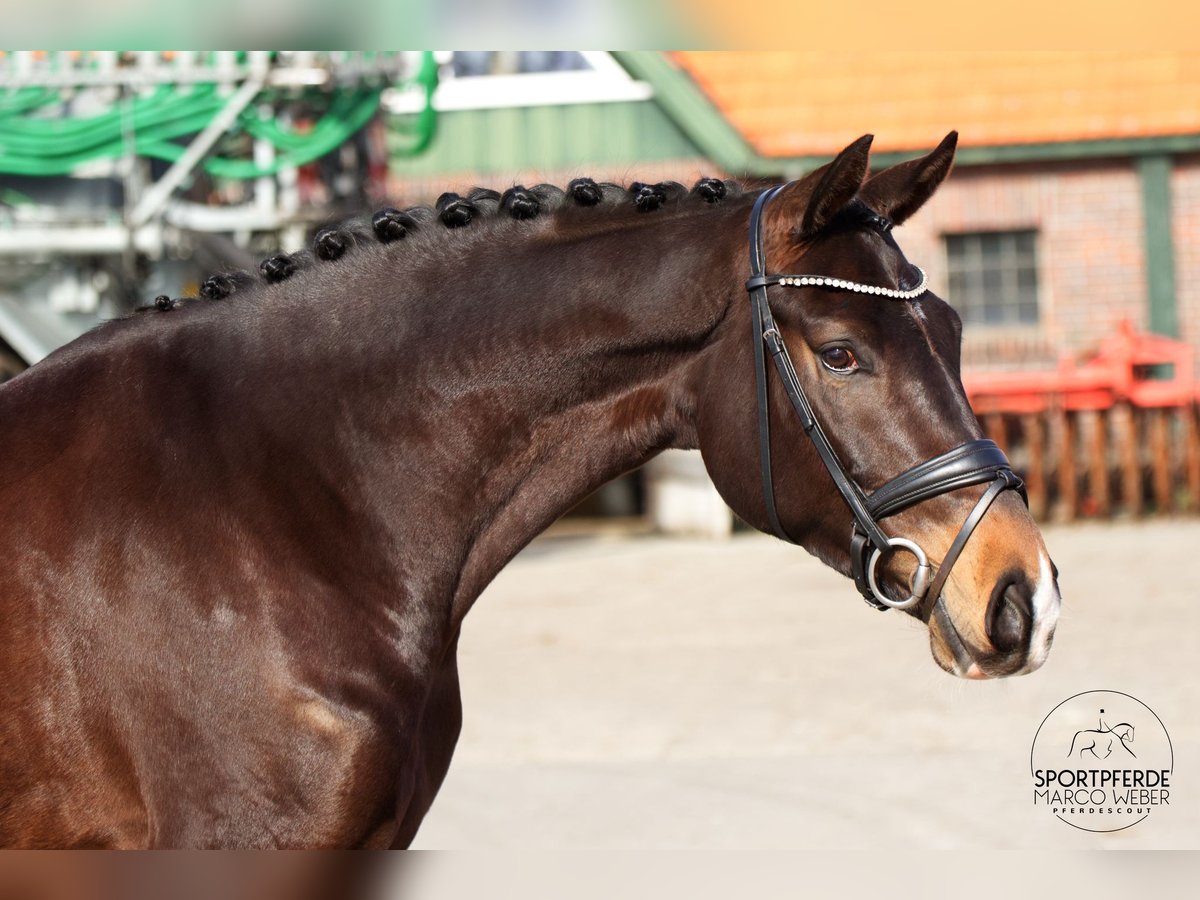 Koń oldenburski Ogier 5 lat 170 cm Ciemnogniada in Westerstede