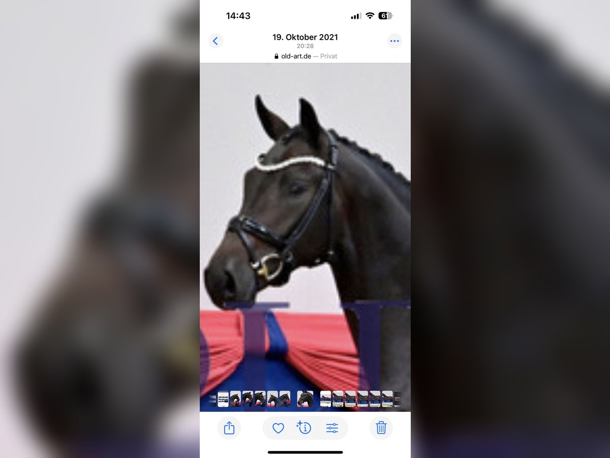 Koń oldenburski Ogier 5 lat 170 cm Gniada in Münster
