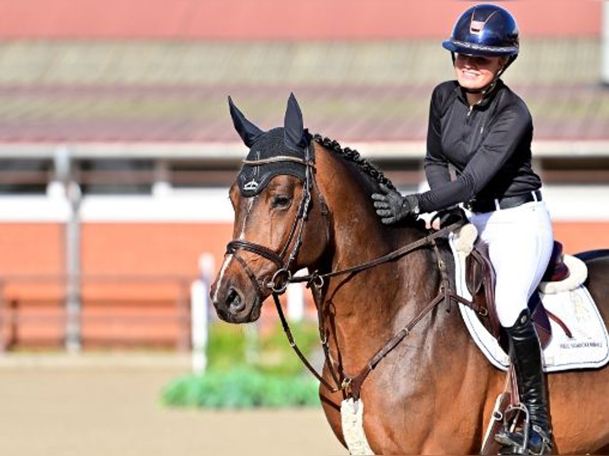 Koń oldenburski Ogier 5 lat Gniada in Steinfeld (Oldenburg)