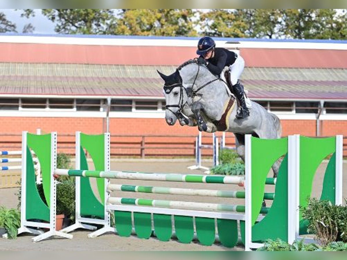 Koń oldenburski Ogier 6 lat Siwa in Steinfeld (Oldenburg)Steinfeld (Oldenburg)