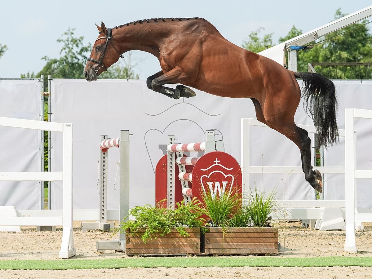 Koń oldenburski Ogier 7 lat 164 cm Gniada in Münster