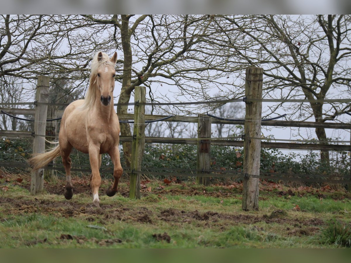 Koń oldenburski Ogier 7 lat 172 cm Izabelowata in Beaumont pied-de-boeuf