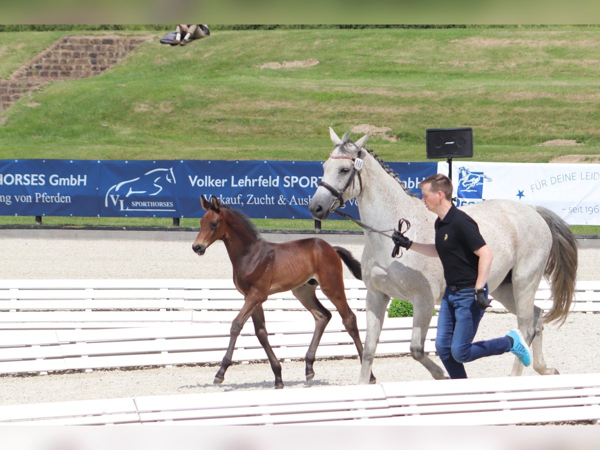 Koń oldenburski Ogier Źrebak (06/2024) 165 cm Może być siwy in Ludwigsfelde