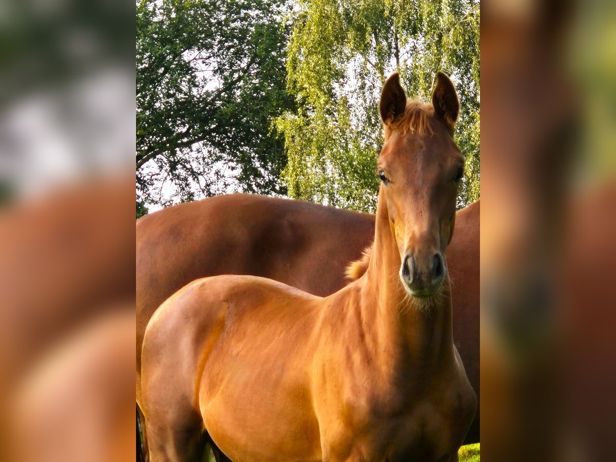 Koń oldenburski Ogier Źrebak (04/2024) 167 cm Ciemnokasztanowata in Westerstede