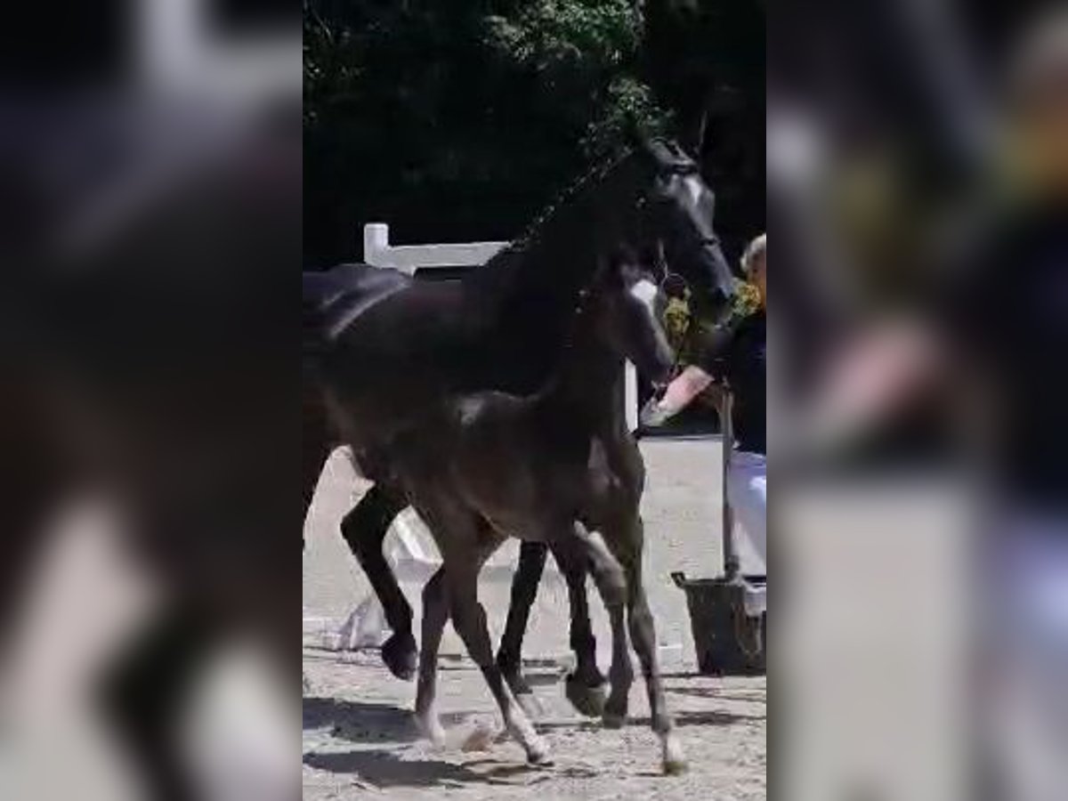 Koń oldenburski Ogier  168 cm Kara in Leverkusen