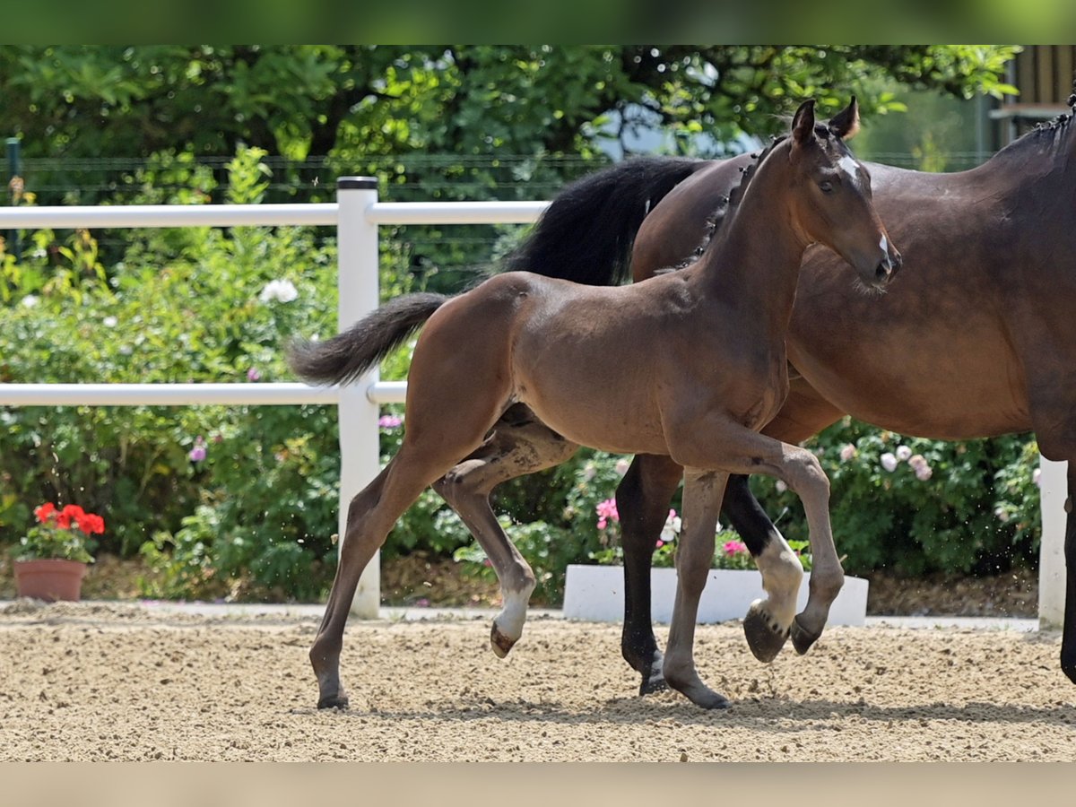 Koń oldenburski Ogier Źrebak (04/2024) 170 cm Ciemnogniada in Hohenahr