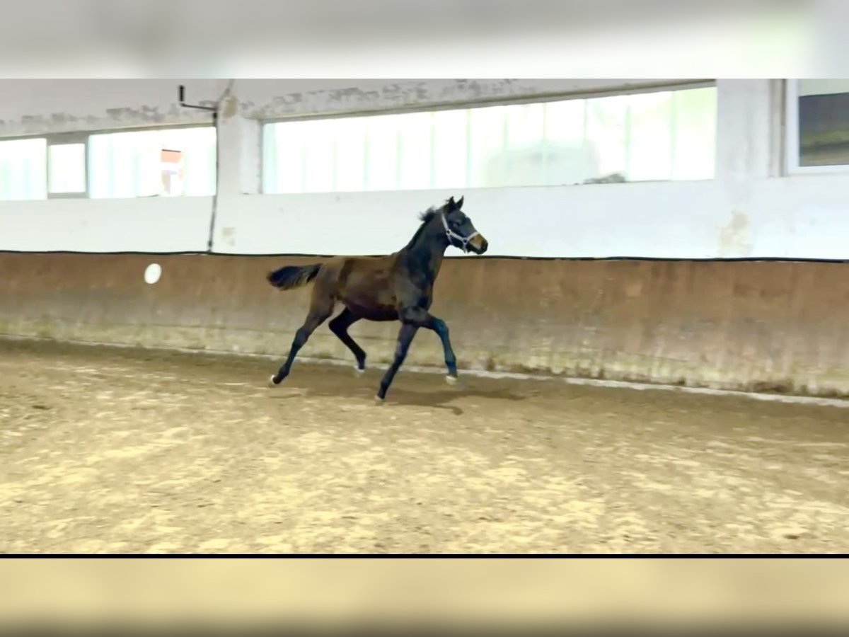 Koń oldenburski Ogier Źrebak (05/2025) 170 cm Ciemnogniada in Rosdorf