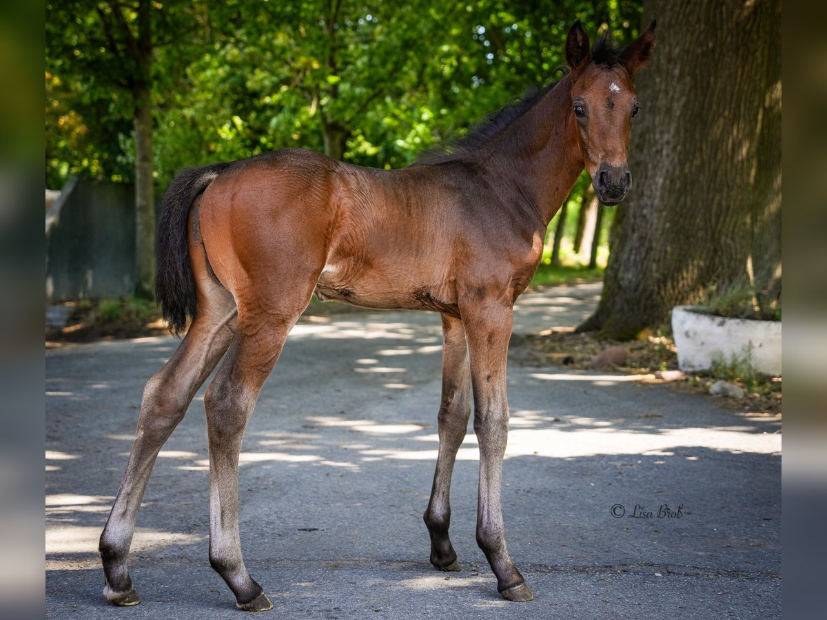 Koń oldenburski Ogier  170 cm Ciemnogniada in Senden